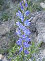Tremoçeira Brava-Lupinus luteus-azul2